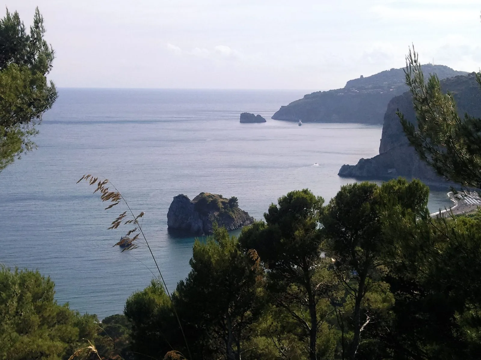 Vista dall'alto tra i pini sulla costa del Mingardo, con scogli nel mare calmo e il promontorio di Capo Palinuro sullo sfondo